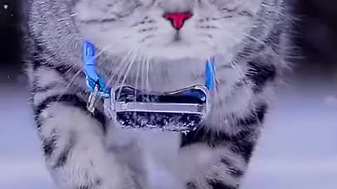 A Beautiful Cut Cat is Walking in Snow Fall#shorts