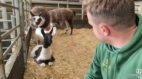 Can you name our llama Hall Farm