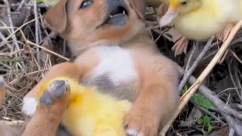 Puppy playing with duck 🦆