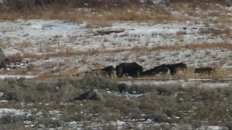 Bear Challenges Wolves Over Elk Carcass