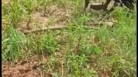 Animal Fight video #Viral