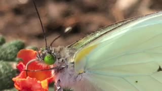 ONDE ENCONTRAMOS A BORBOLETA-BRANCA-DE-OLHOS-VERDES?