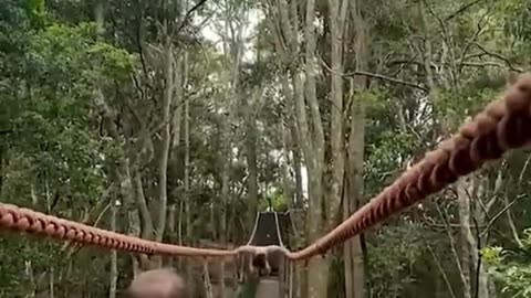 CHECK THIS OUT Gibbon Ape Casually Swings Over Family