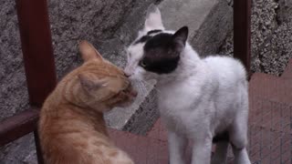 The most beautiful cats quarrel with each other