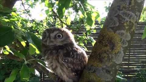 Tiny owl is sitting on an apple tree in my garden
