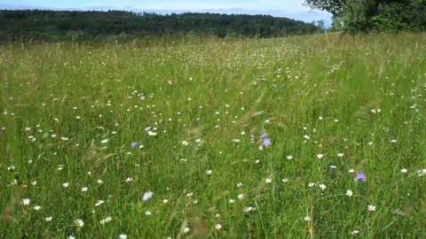 nature beauty video with relaxing song