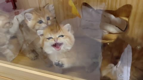 Cute Cat Videos