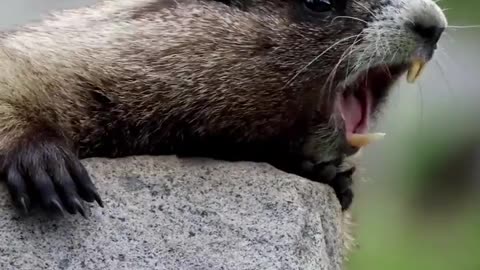 A Beautiful Marmot To Calling His Girlfriend