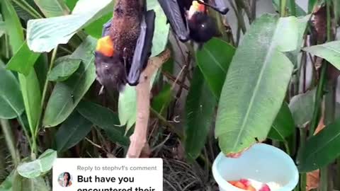 A fruit-eating bat