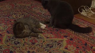 two cats playing