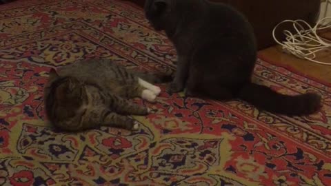 two cats playing