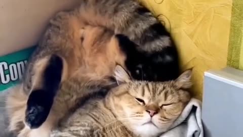 Cat funny 🤣 videos