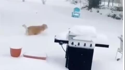 Golden retriever sees snow for the fist time