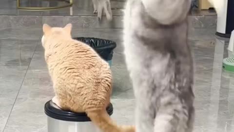 Beautiful Cats Playing