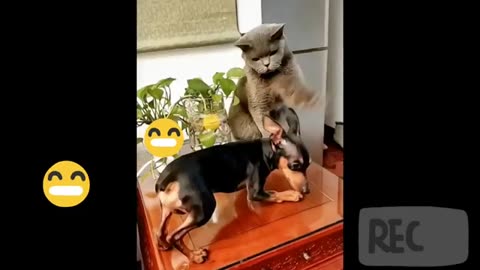 CAT FUNNY 😹 Funniest Cats & Dogs Videos😹 Crazy Box