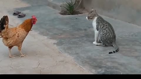 Funny video of Cats fighting