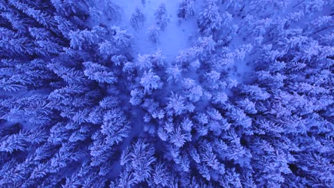 Snowy Trees