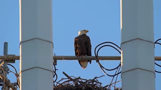 A Magnificent Bald Eagle