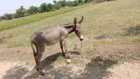 #donkey