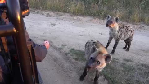 Close Hyena Encounter