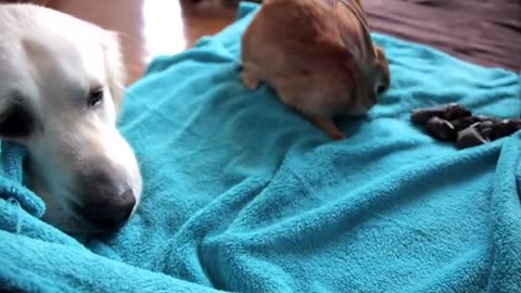 Dog Reacts to Rabbit Mother feeding her Baby Bunnies 1 Day Old