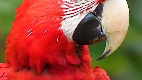 Scarlet macaw in the amazon rainforest