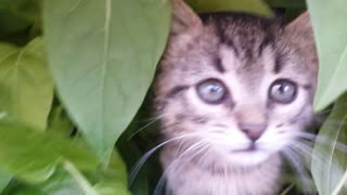 Kittens enjoy adorable moment in the garden