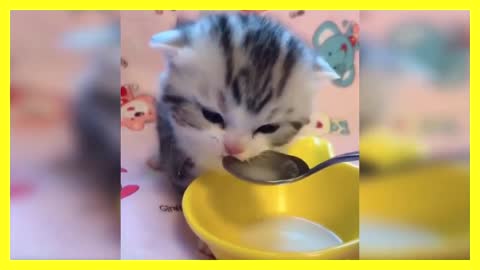 Funniest cats and kittens videos