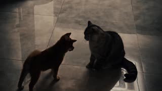 Cat vs dog