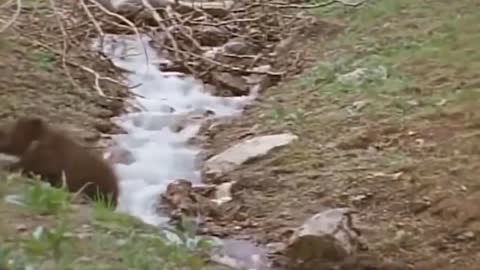 Buffalo rushing into the river