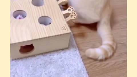 Cat Injoy Plaing Toy Game