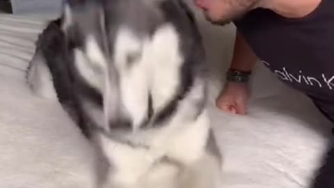 Barking At My Husky Goes Wrong!