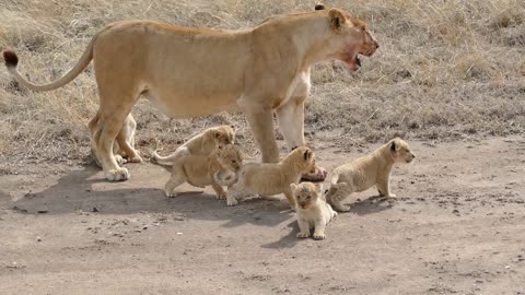 Most Funny and Cute Baby Lion Videos Part-7