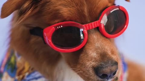 A dog and red glasses