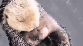 Sea Otter Babys