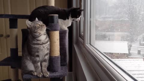 Kitten Mesmerised By Snow