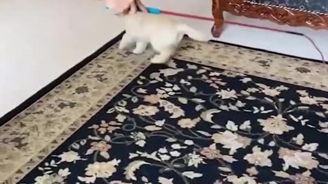 Funny animal videos|Cute animal videos |Funny dog&cat videos|Hilarious pet videos|funny video