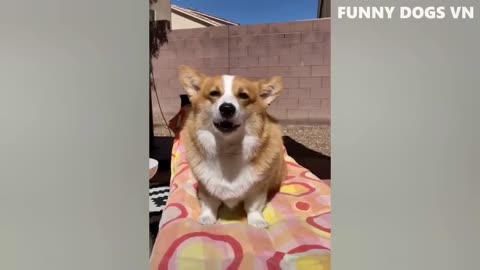 Collections of Funny dog videos