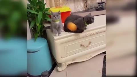 Baby cats ---Cute and funny cat video