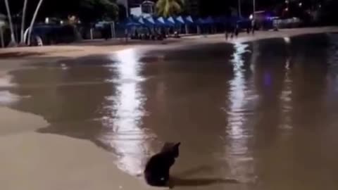 CUTE CAT ON BEACH RELEXATION TIME