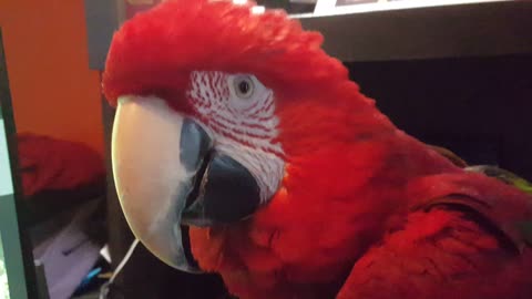 Parrot love watching themselve on tv
