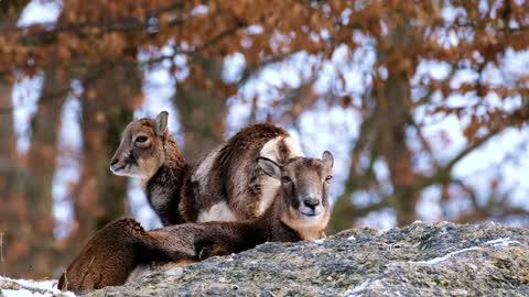 Domestic sheep