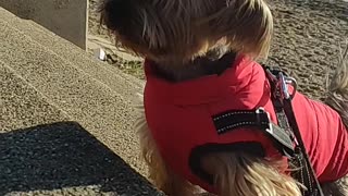 Yorkie Lucy at the beach Southend