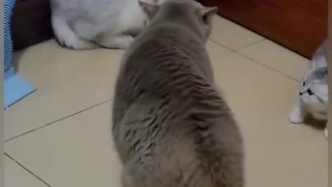 Cat is Funny 😺#Short Video