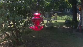 Hummingbird Action II