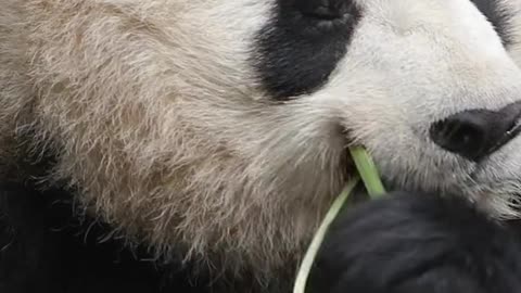 Here comes your favorite big head # Panda