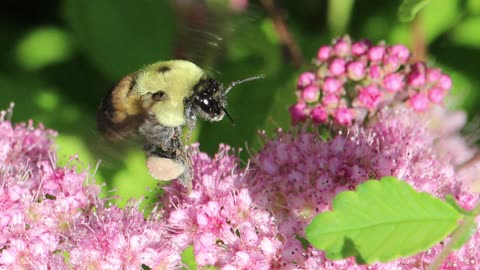 Bee Pollinating Spirea Flowers
