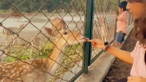 Family trip to zoo|Explore the zoo|Feeding Deer