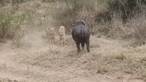 Lion vs Buffalo fight to Death | Wild Animals