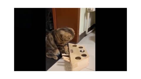 Funny cat playing game